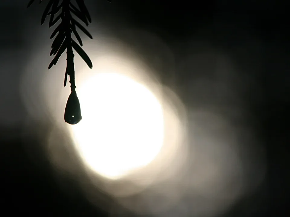 Ein dunkler Nadelzweig hängt von oben ins Bild und verdeckt teilweise eine helle, unscharf überstrahlte Sonne vor schwarzem Hintergrund.