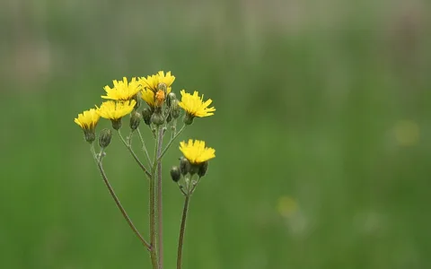 Gelbe Korbblüten und grüne Knospen an verzweigten Stängeln vor unscharfem grünem Hintergrund.