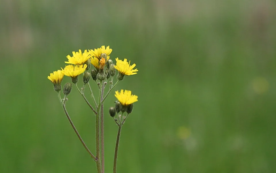 Gelbe Korbblüten und grüne Knospen an verzweigten Stängeln vor unscharfem grünem Hintergrund.
