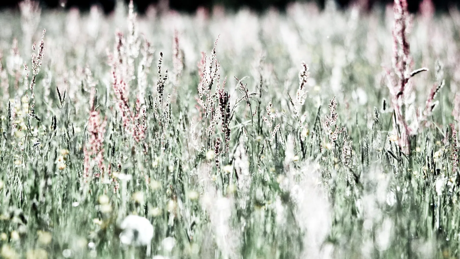 Eine Wiese mit hohen, zarten Gräsern und rosa schimmernden Rispen, im Vordergrund unscharfe weiße Blüten, im Hintergrund dunkle Bäume vor hellem Himmel.