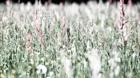 Eine Wiese mit hohen, zarten Gräsern und rosa schimmernden Rispen, im Vordergrund unscharfe weiße Blüten, im Hintergrund dunkle Bäume vor hellem Himmel.