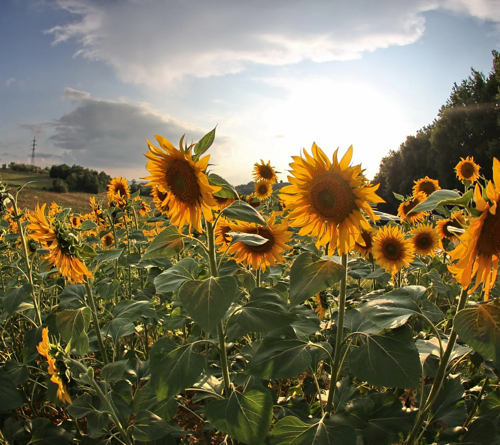 Sonnenblumenfeld mit großen gelben Blüten vor einem bewölkten Himmel, die Sonne steht tief im Gegenlicht