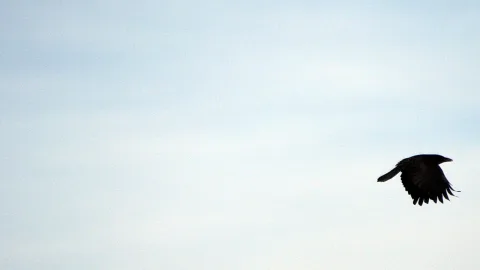Eine schwarze Krähe fliegt nach rechts durch einen hellen, leicht bewölkten Himmel.