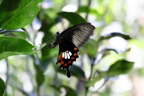 Ein schwarzer Schwalbenschwanz mit orangen und weißen Flecken sitzt auf einem grünen Blatt, im unscharfen Hintergrund sind weitere Blätter zu sehen.