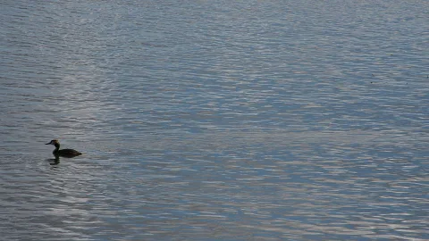 Ein dunkler Wasservogel mit gelbem Kopfschmuck schwimmt links im Bild auf einer leicht gekräuselten, blau-grauen Wasserfläche.