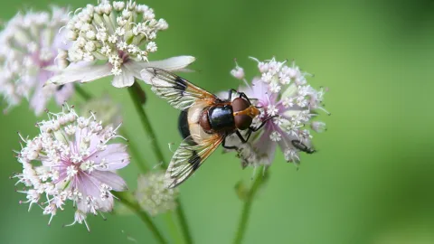 Eine Schwebfliege sitzt auf einer rosa-weißen Sterndolde vor unscharf grünem Hintergrund.