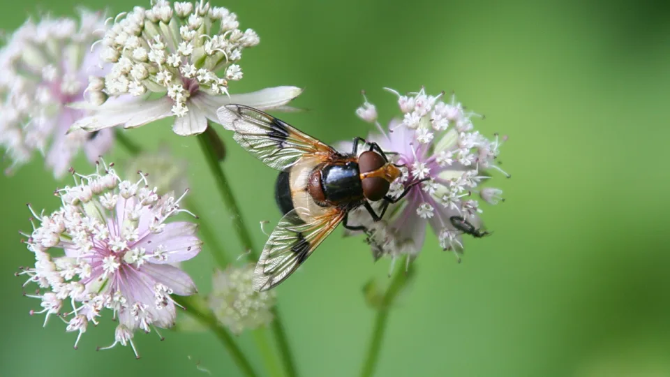 Eine Schwebfliege sitzt auf einer rosa-weißen Sterndolde vor unscharf grünem Hintergrund.