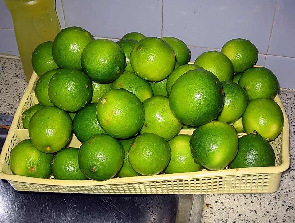 Viele grüne Limetten liegen dicht gedrängt in einem gelben Kunststoffkorb auf einer Granit-Arbeitsfläche.