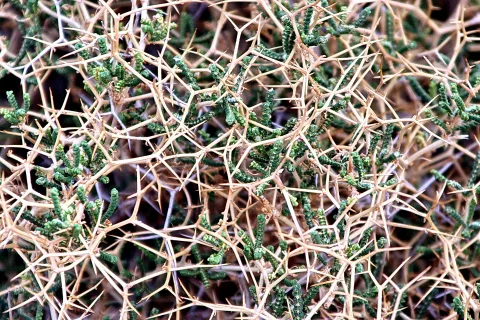 Dichtes Geflecht aus trockenen, goldbraunen Dornenzweigen, zwischen denen grüne Triebe hervorwachsen.
