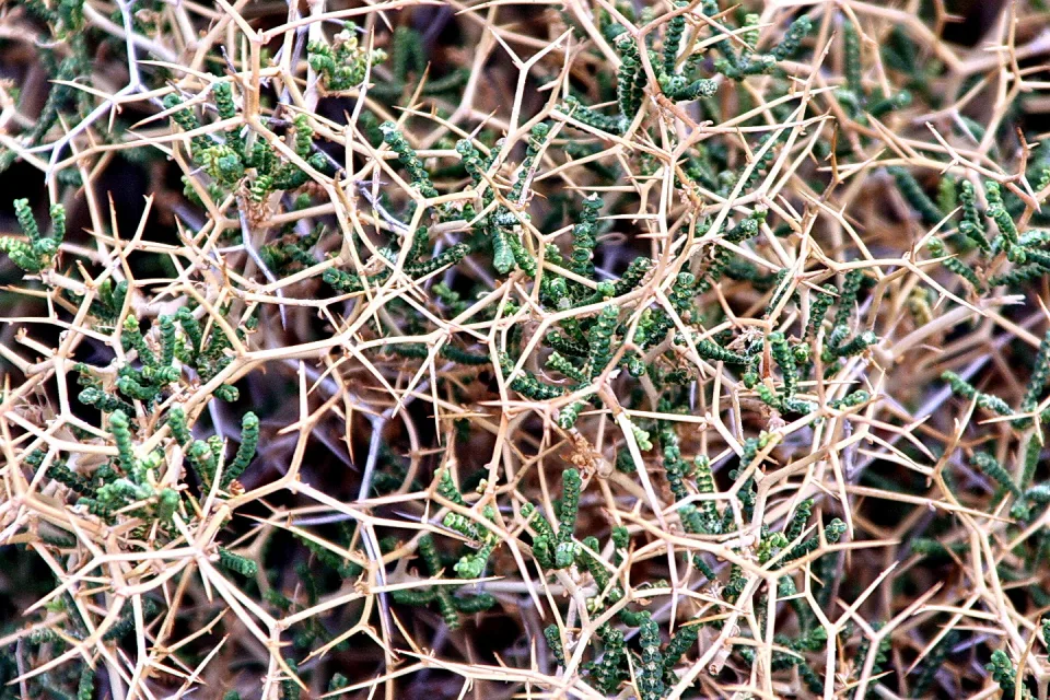 Dichtes Geflecht aus trockenen, goldbraunen Dornenzweigen, zwischen denen grüne Triebe hervorwachsen.