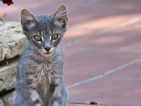 Junge graue Katze mit spitzen Ohren und gelbgrünen Augen sitzt vor einer Steinmauer auf einem rötlichen Pflasterboden.
