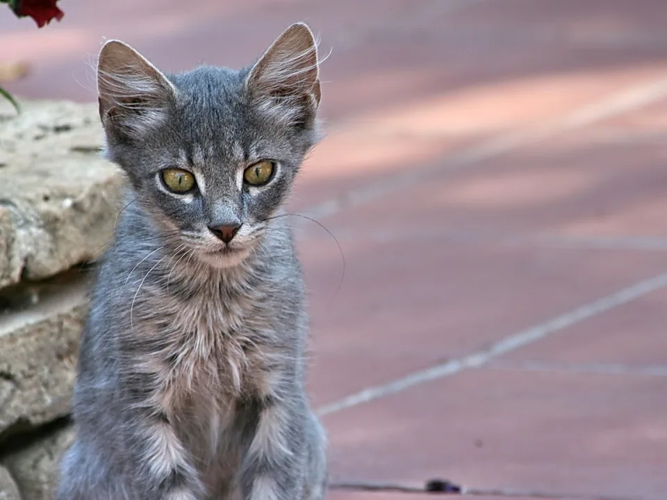 Junge graue Katze mit spitzen Ohren und gelbgrünen Augen sitzt vor einer Steinmauer auf einem rötlichen Pflasterboden.