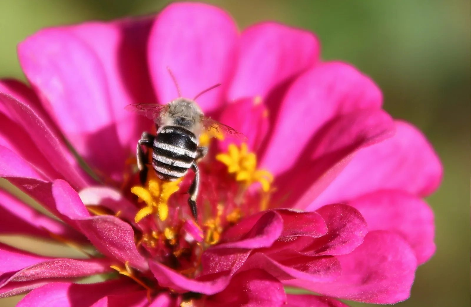 Eine gestreifte Biene sitzt im Zentrum einer magentafarbenen Zinnienblüte und sammelt Pollen zwischen den gelben Staubblättern.