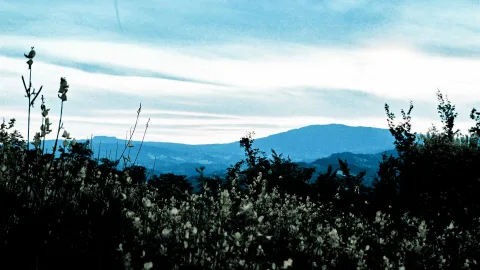 Blau getönte Berge und Hügel hinter dunklen Büschen mit hellen Blüten, darüber ein Himmel mit feinen Wolkenschleiern.