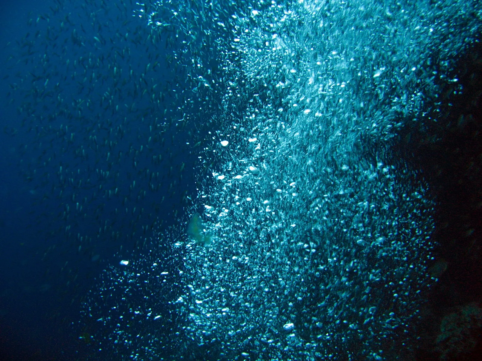 Unterwasseraufnahme mit einer dichten Wolke aufsteigender Luftblasen und einem Schwarm kleiner Fische vor blauem Meerwasser, rechts ein dunkler Felsen.
