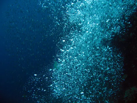 Unterwasseraufnahme mit einer dichten Wolke aufsteigender Luftblasen und einem Schwarm kleiner Fische vor blauem Meerwasser, rechts ein dunkler Felsen.