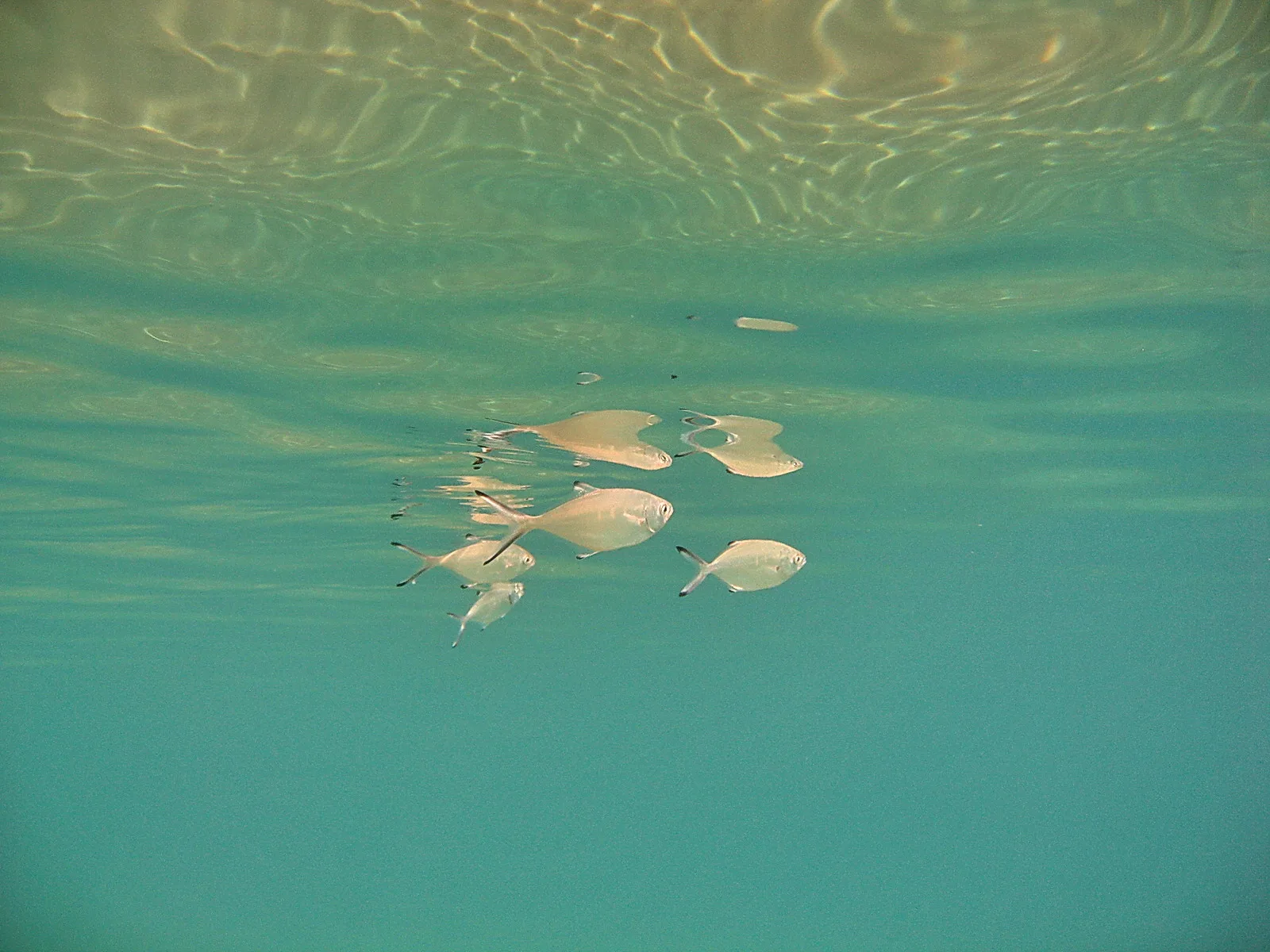 Mehrere silbrige Fische schwimmen unter der Wasseroberfläche, darüber spiegeln sich Lichtreflexe auf der Wasserfläche.