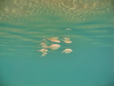 Mehrere silbrige Fische schwimmen unter der Wasseroberfläche, darüber spiegeln sich Lichtreflexe auf der Wasserfläche.