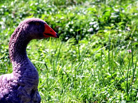 Profilansicht einer grauen Gans mit orangerotem Schnabel und bernsteinfarbenem Auge vor einer grünen Wiese.