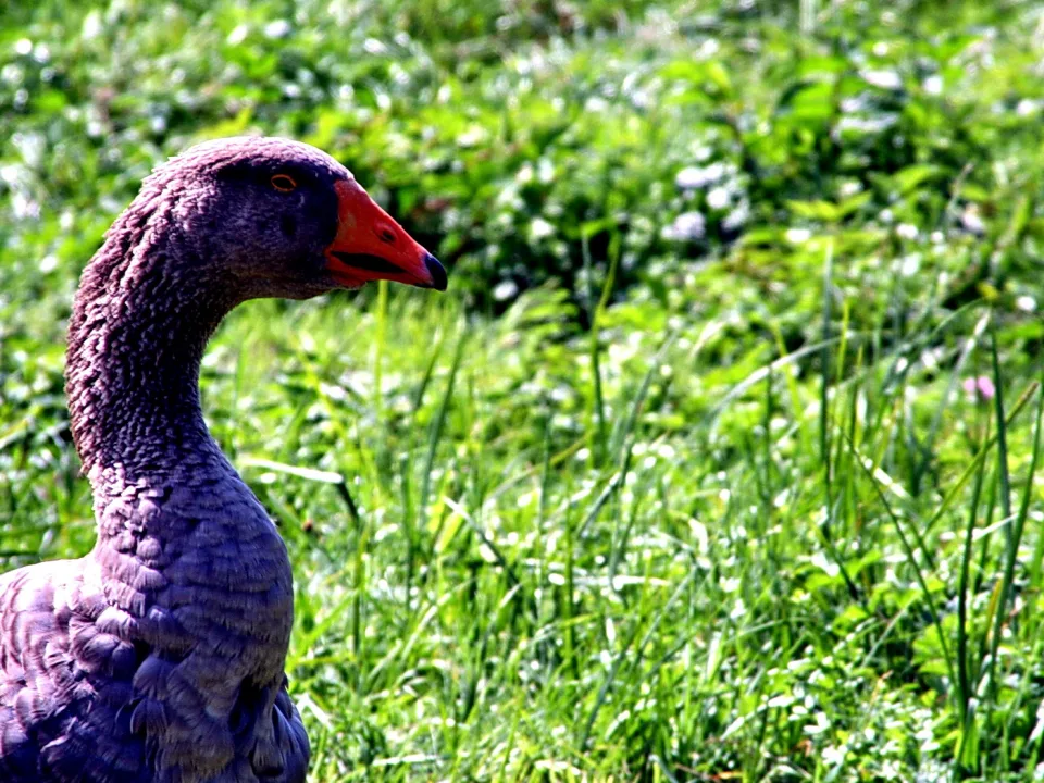 Profilansicht einer grauen Gans mit orangerotem Schnabel und bernsteinfarbenem Auge vor einer grünen Wiese.
