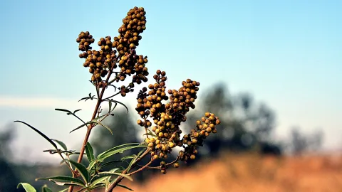 Ein Zweig mit mehreren Dolden kleiner, gelblich-brauner Beeren vor unscharfem Hintergrund mit Bäumen und blassblauem Himmel.