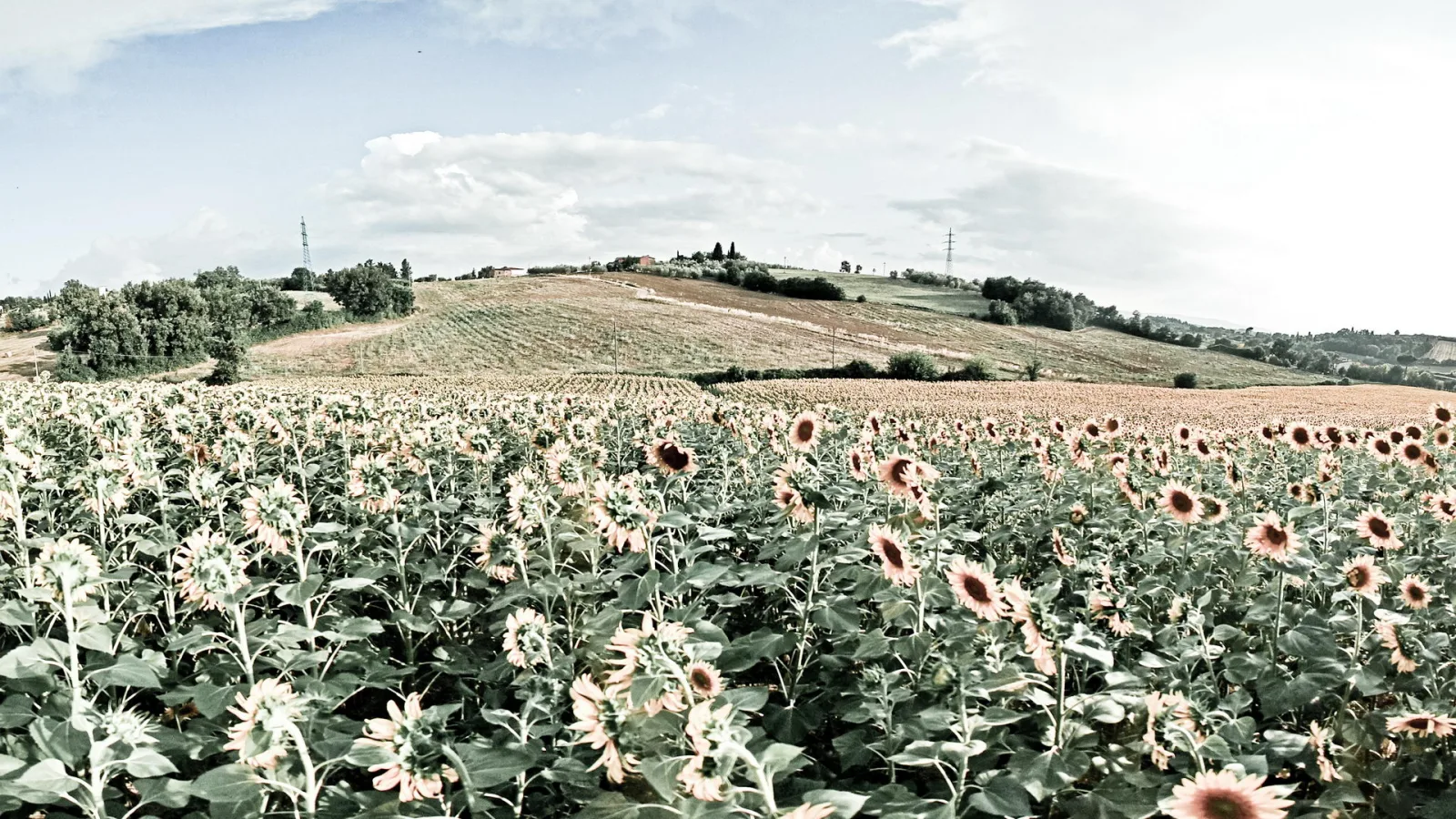 Ein großes Sonnenblumenfeld im Vordergrund, dahinter sanft geschwungene Hügel mit Feldern, Baumgruppen und einzelnen Gebäuden unter leicht bewölktem Himmel.