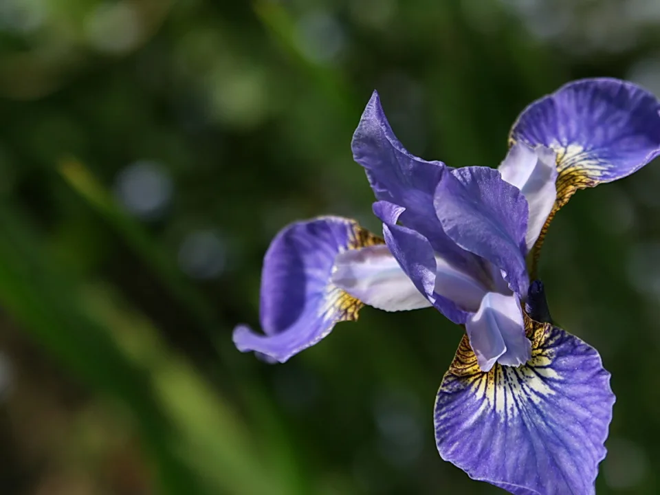 Nahaufnahme einer violetten Schwertlilie mit gelb-weißer Zeichnung im Schlund, rechts im Bild, vor unscharfem grünem Hintergrund