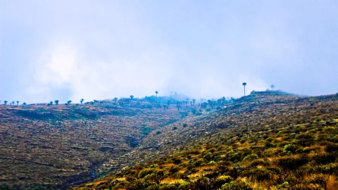 Sanft geschwungene, bewachsene Hügel unter hellblauem, diesigem Himmel. Vereinzelte Palmen und Drachenbäume stehen auf den Kuppen, im Hintergrund zieht Nebel auf.