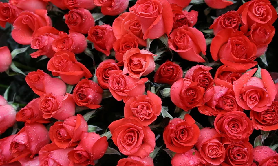 Dicht gedrängter Strauß roter Rosen mit Wassertropfen vor dunklem Laub.