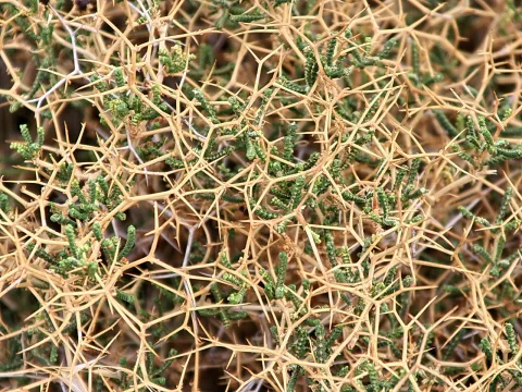 Nahaufnahme eines dichten, dornigen Buschs mit verzweigten, goldbraunen Trieben und vereinzelten grünen, schuppigen Zweigen.