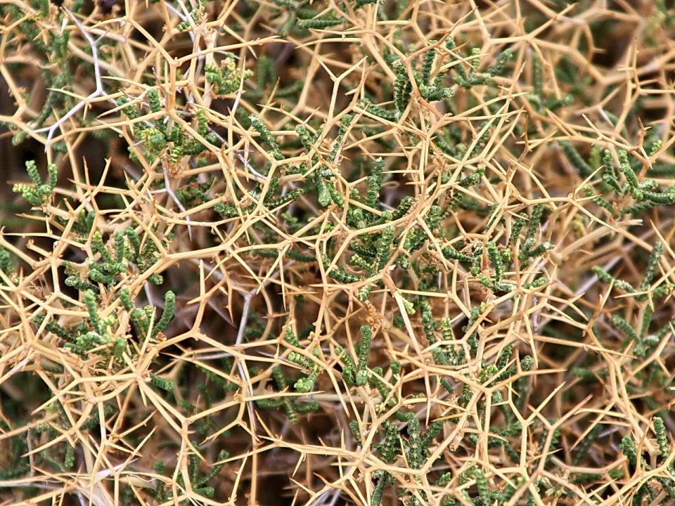 Nahaufnahme eines dichten, dornigen Buschs mit verzweigten, goldbraunen Trieben und vereinzelten grünen, schuppigen Zweigen.