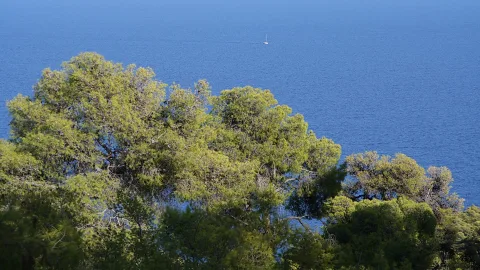 Grüne Baumkronen im Vordergrund, dahinter eine weite blaue Meeresfläche mit einem kleinen Segelboot am Horizont.