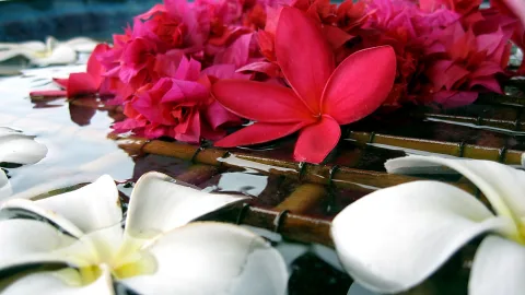 Eine rote Frangipani-Blüte liegt zwischen pinkfarbenen Bougainvillea-Blüten auf einer Wasseroberfläche, im Vordergrund treiben weiße Frangipani-Blüten über Bambusstäbe.