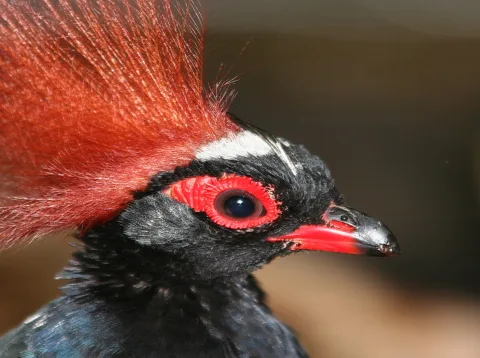 Nahaufnahme des Kopfes eines Vogels im Profil mit aufgestelltem rotem Federschopf, leuchtend rotem Augenring, schwarzem Gefieder und dunklem, unscharfem Hintergrund.
