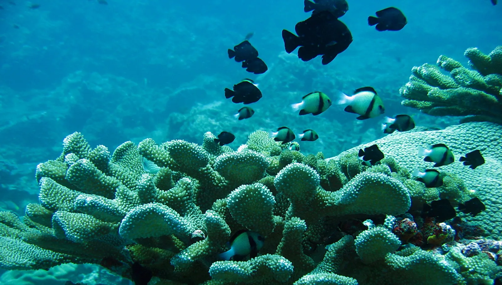 Unterwasseraufnahme eines Korallenriffs mit hellgrünen, verzweigten Korallen. Darüber schwimmen schwarze und schwarz-weiß gestreifte Fische vor blauem Wasser.