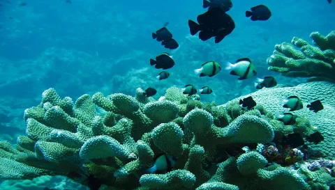 Unterwasseraufnahme eines Korallenriffs mit hellgrünen, verzweigten Korallen. Darüber schwimmen schwarze und schwarz-weiß gestreifte Fische vor blauem Wasser.