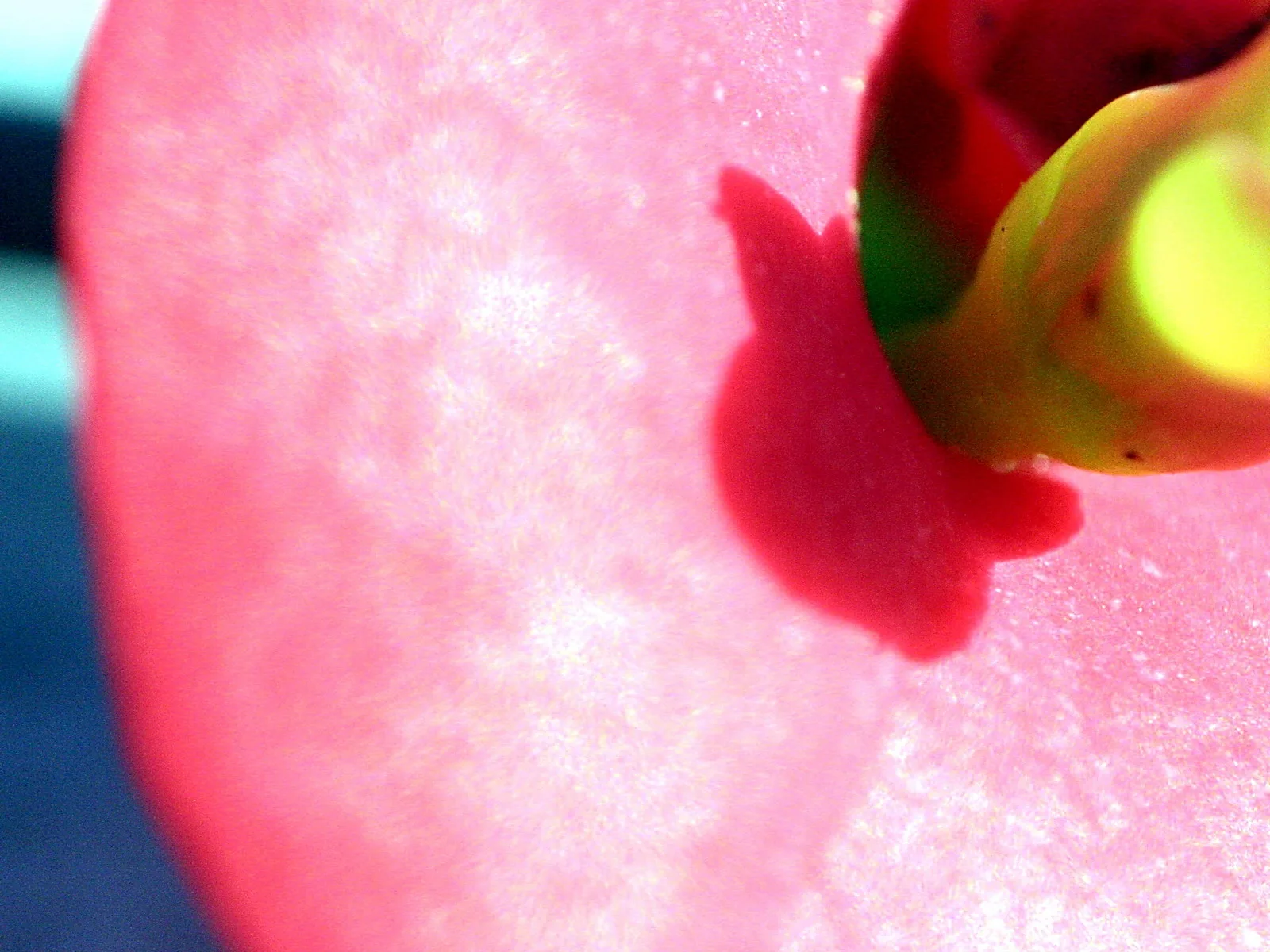 Nahaufnahme einer rosa Blüte mit rotem Fleck und gelbgrünem Stempel vor unscharfem Hintergrund
