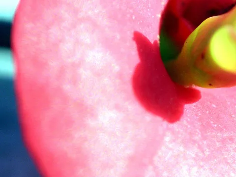 Nahaufnahme einer rosa Blüte mit rotem Fleck und gelbgrünem Stempel vor unscharfem Hintergrund