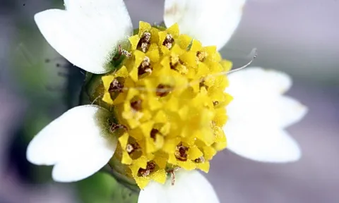 Nahaufnahme einer weißen Blüte mit vier bis fünf weißen Blütenblättern und einer dichten gelben Mitte mit kleinen Staubblättern, Hintergrund unscharf grau-grün.