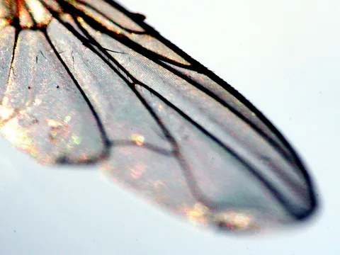 Flügel einer Fliege vor hellgrauem Hintergrund mit sichtbarer Aderung und goldenen Lichtreflexen.