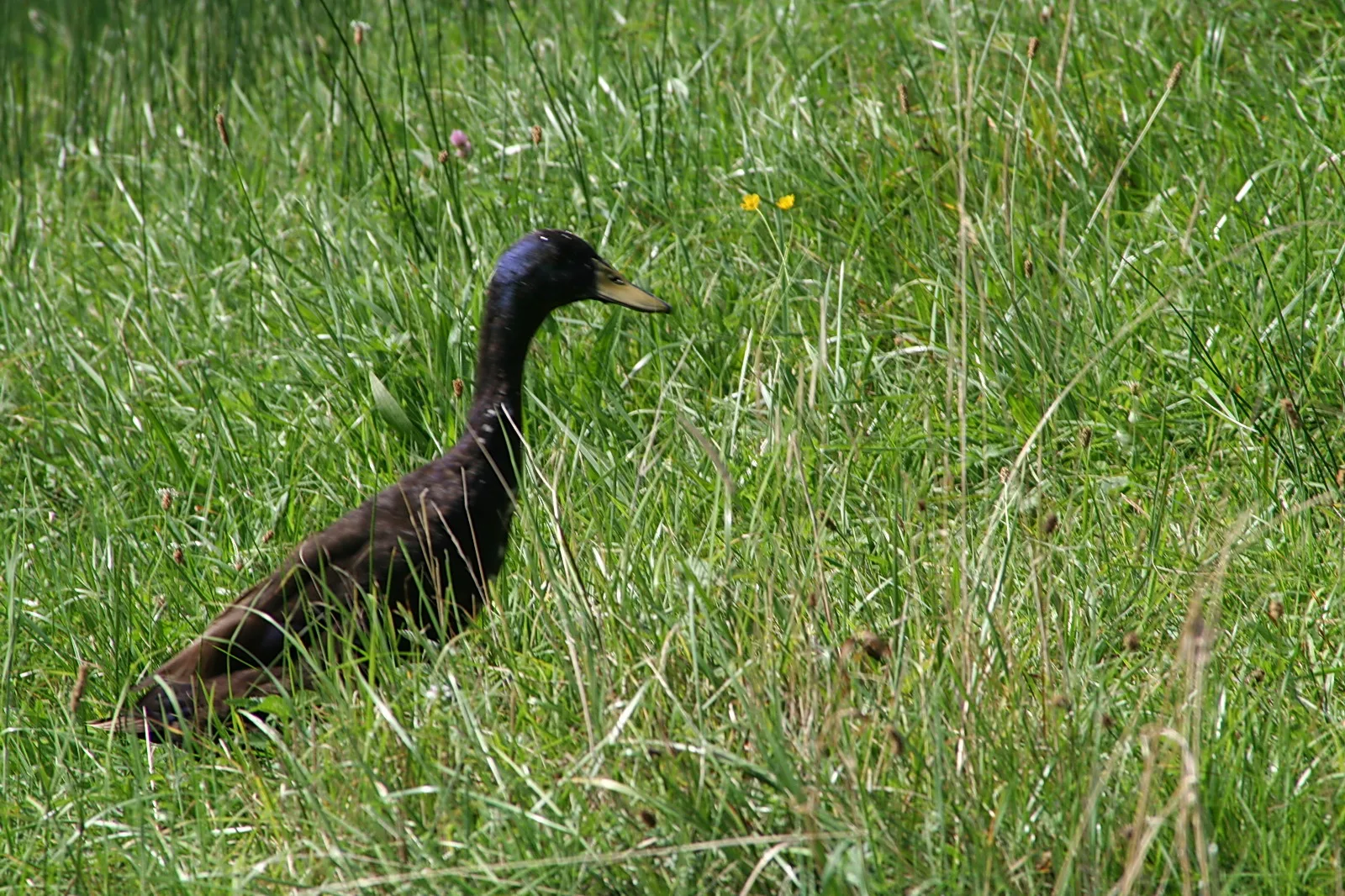 Eine dunkle Ente mit grünlich schimmerndem Kopf und gelbem Schnabel läuft nach rechts durch hohes, grünes Gras auf einer Wiese.