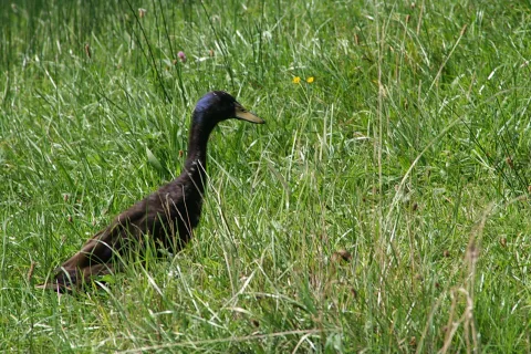 Eine dunkle Ente mit grünlich schimmerndem Kopf und gelbem Schnabel läuft nach rechts durch hohes, grünes Gras auf einer Wiese.