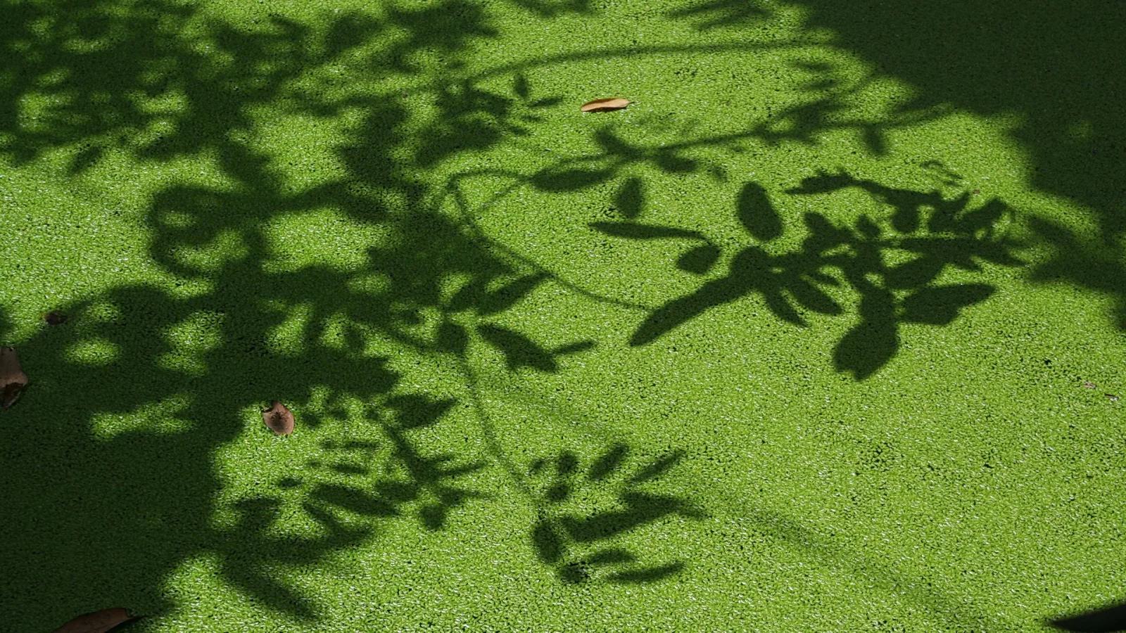 Dichte grüne Wasserlinsen auf einer Wasserfläche, darauf fallen die scharfen Schatten von Blättern und Zweigen.