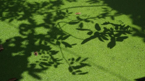Dichte grüne Wasserlinsen auf einer Wasserfläche, darauf fallen die scharfen Schatten von Blättern und Zweigen.