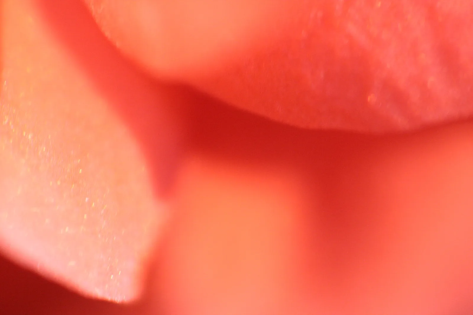 Nahaufnahme eines Rosenblatts mit weichen Übergängen und Schatten in Rot- und Korallentönen.