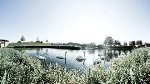 Mehrere weiße Schwäne schwimmen auf einem ruhigen Fluss, im Vordergrund hohes Gras, im Hintergrund eine Stahlbrücke und Bäume unter hellem Himmel.