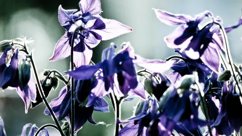 Mehrere violette Akeleiblüten mit gespreizten Blütenblättern und Knospen vor unscharfem grünlichem Hintergrund, von hinten beleuchtet.