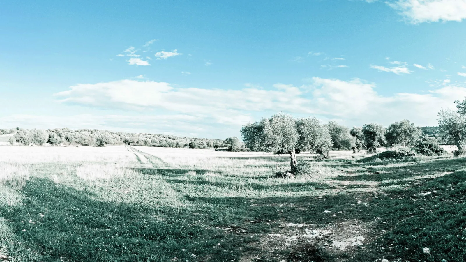 Weite Wiesenlandschaft mit einzelnem Baum, Feldweg und Büschen unter blauem Himmel mit Wolken