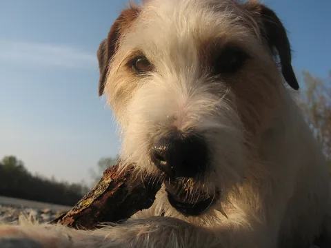 Nahaufnahme eines weiß-braunen Terriers mit rauem Fell, der einen Holzstock im Maul hält, vor blauem Himmel
