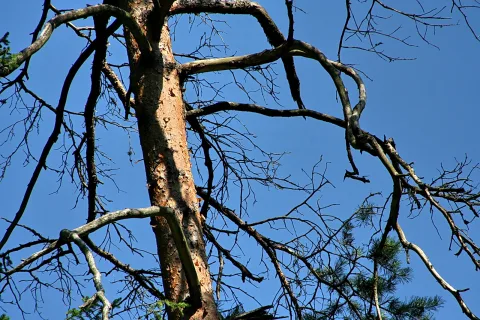Hoher, abgestorbener Kiefernstamm mit kahlen, verzweigten Ästen vor blauem Himmel, unten rechts etwas grünes Nadelwerk.